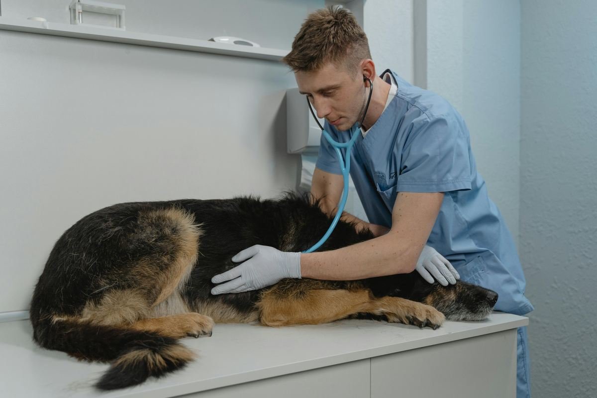 O que precisa estudar para ser veterinária